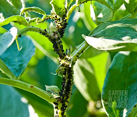 BLACKFLY_ON_BROAD_BEANS