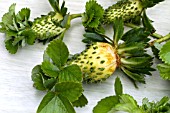 PHYLLODY ON STRAWBERRY - GREEN LEAF MYCOPLASMA CARRIED BY LEAF HOPPER