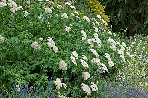 ACHILLEA_GRANDIFLORA