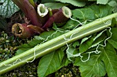 ANGELICA ARCHANGELICA, SHOWING INTERESTING GROWTH FROM INSIDE HOLLOW STEM