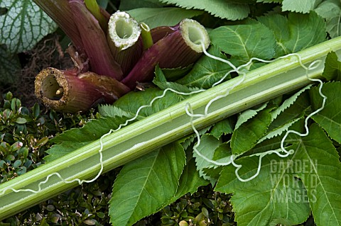 ANGELICA_ARCHANGELICA_SHOWING_INTERESTING_GROWTH_FROM_INSIDE_HOLLOW_STEM