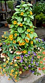 CONTAINER WITH THUNBERGIA ALATA