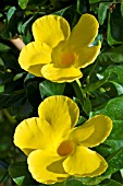 ALLAMANDA CATHARTICA