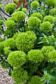 DIANTHUS GREEN TRICK