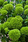 DIANTHUS GREEN TRICK