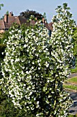 EUCRYPHIA X NYMANSENSIS NYMANSAY AGM