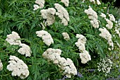 ACHILLEA GRANDIFLORA