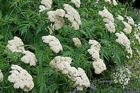 ACHILLEA_GRANDIFLORA