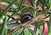 CHRYSOLINA AMERICANA - ROSEMARY BEETLE