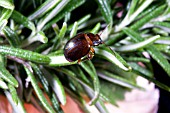 CHRYSOLINA AMERICANA - ROSEMARY BEETLE