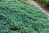 JUNIPERUS HORIZONTALIS GLAUCA