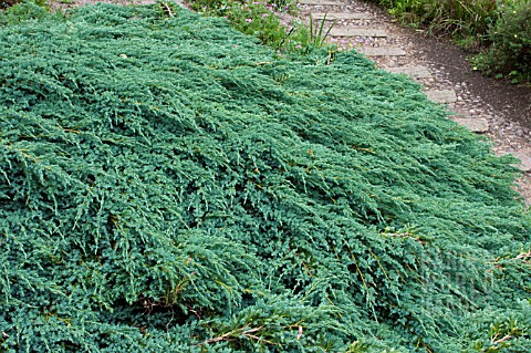 JUNIPERUS_HORIZONTALIS_GLAUCA