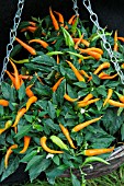 PEPPER TRAILING SWEET SUNSHINE IN HANGING BASKET