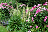 VERBASCUM CHAIXII ALBUM