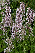 NEPETA GRANDIFLORA DAWN TO DUSK