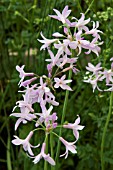 TULBAGHIA VIOLACEA PEPPERMINT GARLIC