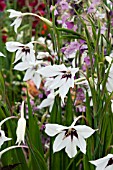 GLADIOLUS MURILIELAE  SYN GLADIOLUS CALLIANTHUS  SYN ACIDENTHERA