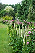 VERBASCUM CHAIXII ALBUM AT THE DOROTHY CLIVE GARDEN SHROPSHIRE