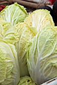 CHINESE CABBAGE