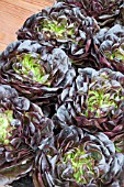 LETTUCE RED LITTLE GEM