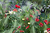 WILD FLOWERS, HORDEUM WITH POPPIES