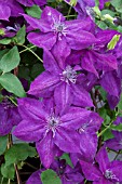 CLEMATIS AMETHYST BEAUTY