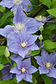 CLEMATIS ZARA