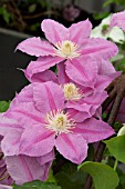 CLEMATIS ABILENE