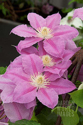 CLEMATIS_ABILENE