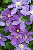 CLEMATIS CHEVALIER