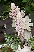 ACANTHUS MOLLIS WHITEWATER