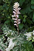 ACANTHUS MOLLIS WHITEWATER