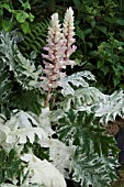 ACANTHUS MOLLIS WHITEWATER