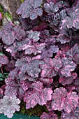 HEUCHERA MIDNIGHT ROSE