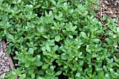 PORTULCA OLERACEA SUMMER PURSLANE