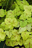 X HEUCHERELLA YELLOWSTONE FALLS