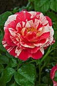 ROSA TWIST