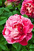 ROSA GUY SAVOY