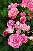 ROSA CAREFREE DAYS