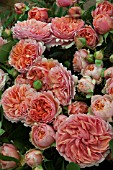 ROSA DUCHESS OF CORNWALL HT