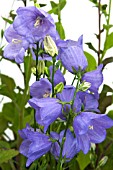 CAMPANULA PERSICIFOLIA TAKION BLUE