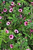 POTENTILLA NEPALENSIS MISS WILLMOTT AGM