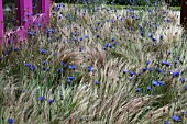 WILD FLOWERS - CATANANCHE AMONGST WAVING STIPA TENUSSISIMA GRASS