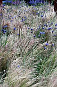 WILD FLOWERS - CATANANCHE AMONGST WAVING STIPA TENUSSISIMA GRASS