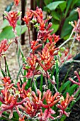 ANIGOZANTHOS NANA ROJO