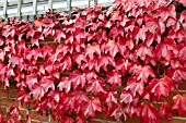 PATHENOCISSUS TRICUSPIDATA AGM