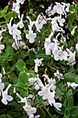 STREPTOCARPUS WHITE BUTTERFLY