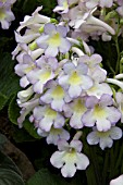 STREPTOCARPUS SWEET MELYS