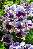 STREPTOCARPUS HARLEQUIN LACE