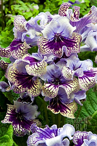 STREPTOCARPUS_HARLEQUIN_LACE